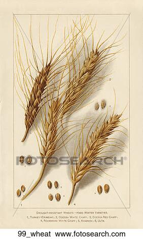 Antique Botanical Illustration of Wheats—Hard Winter Varieties, (chromolithograph)., 1900 View Large Illustration Stock Illustration - Antique Botanical Illustration of Wheats—Hard Winter Varieties, (chromolithograph)., 1900. Fotosearch