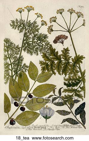 Antique Botanical Illustration of Tea (color printed and hand-finished engraving)., 1737-45 View Large Illustration Clipart - Antique Botanical Illustration of Tea (color printed and hand-finished engraving)., 1737-45. Fotosearch