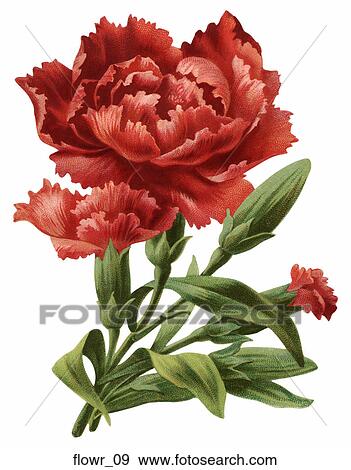 Stock Illustration - Victorian Die Cut Illustration of a Flower. Fotosearch