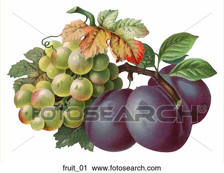 Victorian Die Cut Illustration of Grapes and Plums View Large Illustration Clip Art - Victorian Die Cut Illustration of Grapes and Plums. Fotosearch