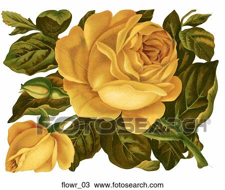 Victorian Die Cut Illustration of Yellow Roses View Large Illustration Drawing - Victorian Die Cut Illustration of Yellow Roses. Fotosearch