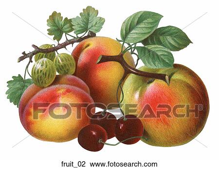 Drawing - Victorian Die Cut Illustration of Peaches. Fotosearch