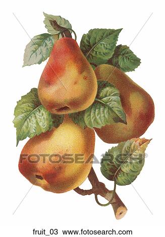 Victorian Die Cut Illustration of Pears View Large Illustration Drawing - Victorian Die Cut Illustration of Pears. Fotosearch