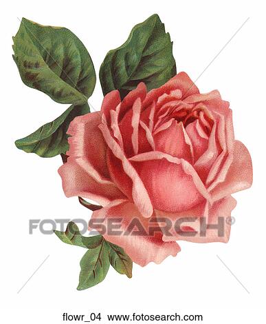 Victorian Die Cut Illustration of Pink Rose View Large Illustration Stock Illustration - Victorian Die Cut Illustration of Pink Rose. Fotosearch