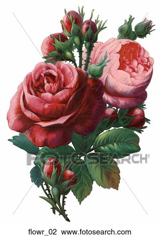 Drawing - Victorian Die Cut Illustration of Roses. Fotosearch