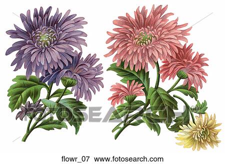 Stock Illustration - Victorian Die Cut Illustrations of Flowers (Crysanthemums) . Fotosearch