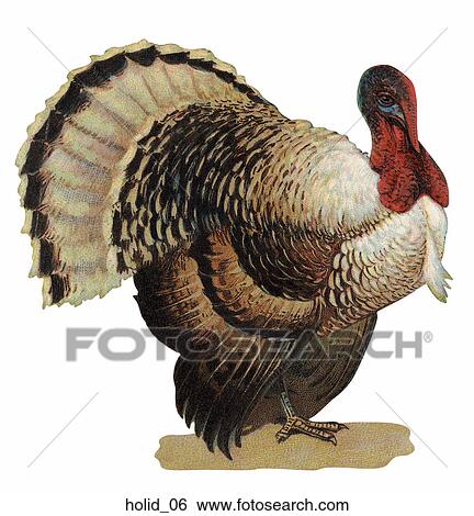 Vintage Illustration of Thanksgiving Turkey View Large Illustration Stock Illustration - Vintage Illustration of Thanksgiving Turkey. Fotosearch