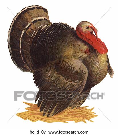 Vintage Illustration of Thanksgiving Turkey View Large Illustration Stock Illustration - Vintage Illustration of Thanksgiving Turkey. Fotosearch