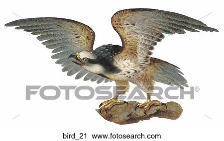 Clip Art - Victorian Die Cut Illustration of a Falcon. Fotosearch