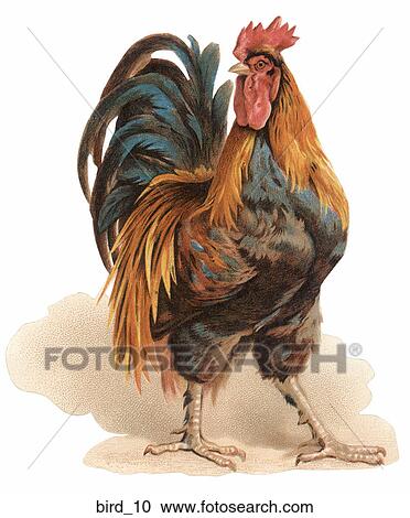 Clipart - Victorian Die Cut Illustration of a Bantum Rooster. Fotosearch