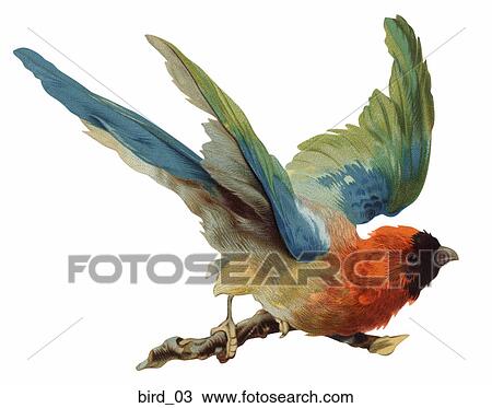 Victorian Die Cut Illustration of a Tropical Bird (Rosella) View Large Illustration Drawing - Victorian Die Cut Illustration of a Tropical Bird (Rosella). Fotosearch