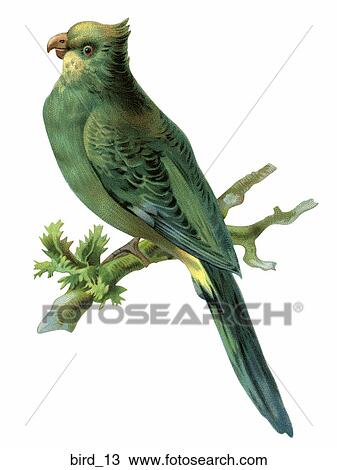 Drawing - Victorian Die Cut Illustration of a Parrot. Fotosearch
