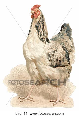 Clip Art - Victorian Die Cut Illustration of a Hen. Fotosearch