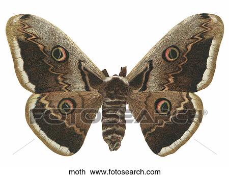 Drawing - Victorian Die Cut Illustration of a Moth. Fotosearch