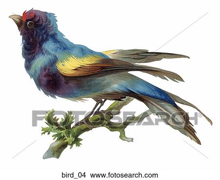 Victorian Die Cut Illustration of a Colorful Bird (Finch) View Large Illustration Stock Illustration - Victorian Die Cut Illustration of a Colorful Bird (Finch). Fotosearch