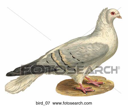 Stock Illustration - Victorian Die Cut Illustration of a Dove or Pigeon. Fotosearch