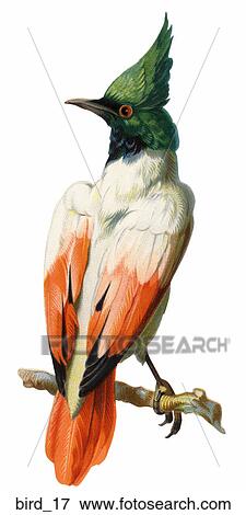 Stock Illustration - Victorian Die Cut Illustration of a Crested Bird (Bulbul). Fotosearch