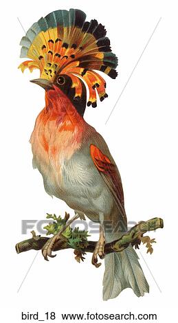 Victorian Die Cut Illustration of a Crowned Pigeon View Large Illustration Stock Illustration - Victorian Die Cut Illustration of a Crowned Pigeon. Fotosearch