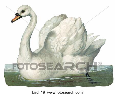 Stock Illustration - Victorian Die Cut Illustration of a Mute Swan. Fotosearch