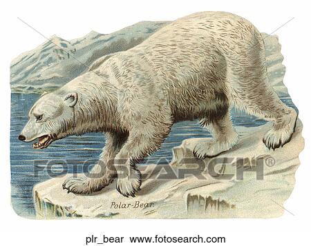 Victorian Die Cut Illustration of a Polar Bear View Large Illustration Stock Illustration - Victorian Die Cut Illustration of a Polar Bear. Fotosearch
