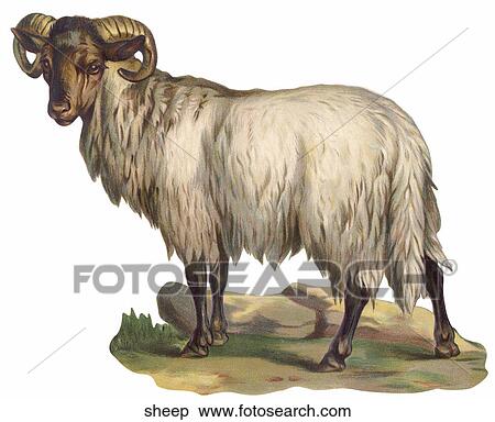 Victorian Die Cut Illustration of a Mountain Sheep View Large Illustration Stock Illustration - Victorian Die Cut Illustration of a Mountain Sheep. Fotosearch