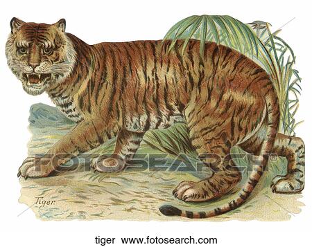 Victorian Die Cut Illustration of a Tiger View Large Illustration Stock Illustration - Victorian Die Cut Illustration of a Tiger. Fotosearch
