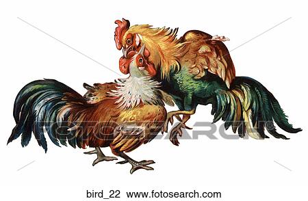 Victorian Die Cut Illustration of Fighting Cocks View Large Illustration Drawing - Victorian Die Cut Illustration of Fighting Cocks. Fotosearch