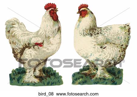 Victorian Die Cut Illustrations of a White Rooster and a White Hen View Large Illustration Stock Illustration - Victorian Die Cut Illustrations of a White Rooster and a White Hen . Fotosearch