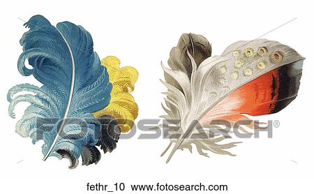 Clipart - Victorian Die Cut Illustrations of Colorful Feathers. Fotosearch