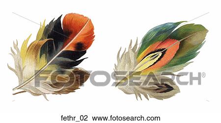 Drawing - Victorian Die Cut Illustrations of Feathers. Fotosearch
