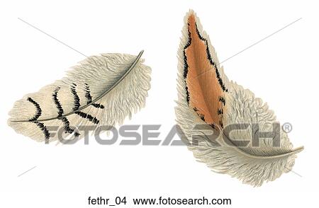 Stock Illustration - Victorian Die Cut Illustrations of Feathers. Fotosearch