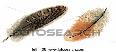 Stock Illustration - Victorian Die Cut Illustrations of Feathers. Fotosearch