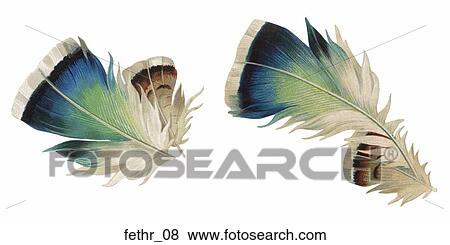 Stock Illustration - Victorian Die Cut Illustrations of Feathers. Fotosearch