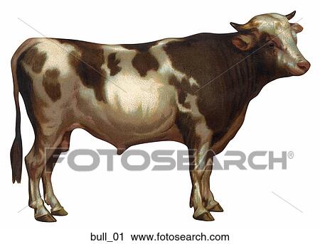 Victorian Illustration of a Bull View Large Illustration Clip Art - Victorian Illustration of a Bull. Fotosearch