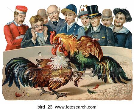 Victorian Illustration of a Cock Fight View Large Illustration Drawing - Victorian Illustration of a Cock Fight. Fotosearch