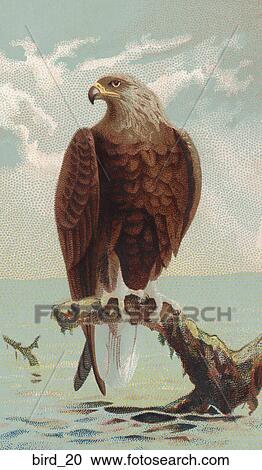 Victorian Illustration of an Eagle View Large Illustration Clipart - Victorian Illustration of an Eagle. Fotosearch