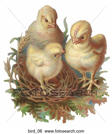 Victorian Illustration of Baby Chicks View Large Illustration Stock Illustration - Victorian Illustration of Baby Chicks. Fotosearch