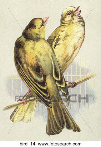 Stock Illustration - Victorian Illustration of Finches. Fotosearch