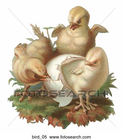 Stock Illustration - Victorian Illustration of Hatching Chicks. Fotosearch
