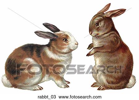 Victorian Illustration of Two Rabbits View Large Illustration Drawing - Victorian Illustration of Two Rabbits. Fotosearch