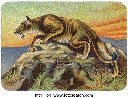 Stock Illustration - Vintage Illustration of a Cougar (Mountain Lion). Fotosearch