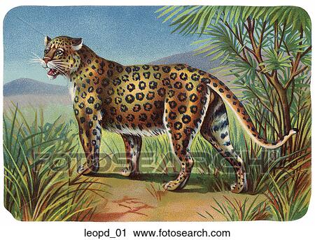 Clip Art - Vintage Illustration of a Leopard. Fotosearch
