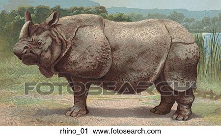 Vintage Illustration of a Rhinocerous View Large Illustration Clip Art - Vintage Illustration of a Rhinocerous. Fotosearch