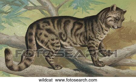 Vintage Illustration of a Wild Cat (Rimau-da-han) View Large Illustration Stock Illustration - Vintage Illustration of a Wild Cat (Rimau-da-han). Fotosearch