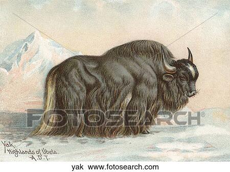 Vintage Illustration of a Yak View Large Illustration Drawing - Vintage Illustration of a Yak. Fotosearch