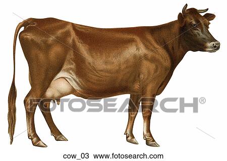 Vintage Illustration of Dairy Cow (Jersey) Drawing | cow 