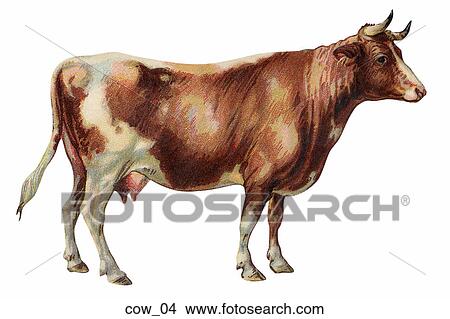 Vintage Illustration of Dairy Cow (Jersey) View Large Illustration Stock Illustration - Vintage Illustration of Dairy Cow (Jersey). Fotosearch