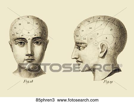 Antique Diagram (copper engraving) of Phrenological Organs for the indication of Character and Mental Abilities., 1851 View Large Illustration Drawing - Antique Diagram (copper engraving) of Phrenological Organs for the indication of Character and Mental Abilities., 1851. Fotosearch