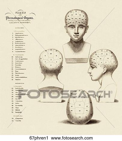 Antique Illustration (copper engraving) of Phrenological Organs for the indication of Character and Mental Abilities., 1828 View Large Illustration Clip Art - Antique Illustration (copper engraving) of Phrenological Organs for the indication of Character and Mental Abilities., 1828. Fotosearch