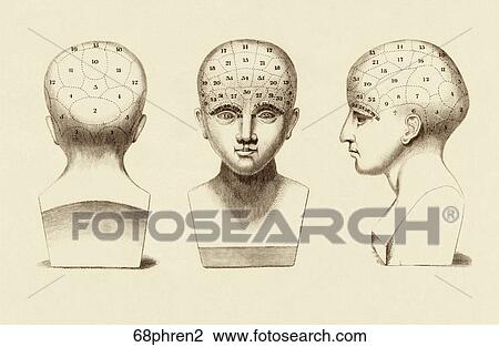 Antique Illustration (copper engraving) of Phrenological Organs for the indication of Character and Mental Abilities., 1828 View Large Illustration Drawing - Antique Illustration (copper engraving) of Phrenological Organs for the indication of Character and Mental Abilities., 1828. Fotosearch
